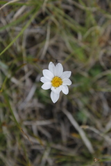 Chrysanthemum integrifolium