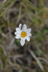 Chrysanthemum integrifolium