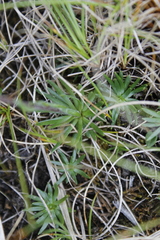 Chrysanthemum integrifolium