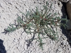 Halogeton glomeratus