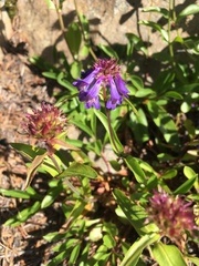 Penstemon procerus tolmiei