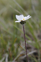 Chrysanthemum integrifolium