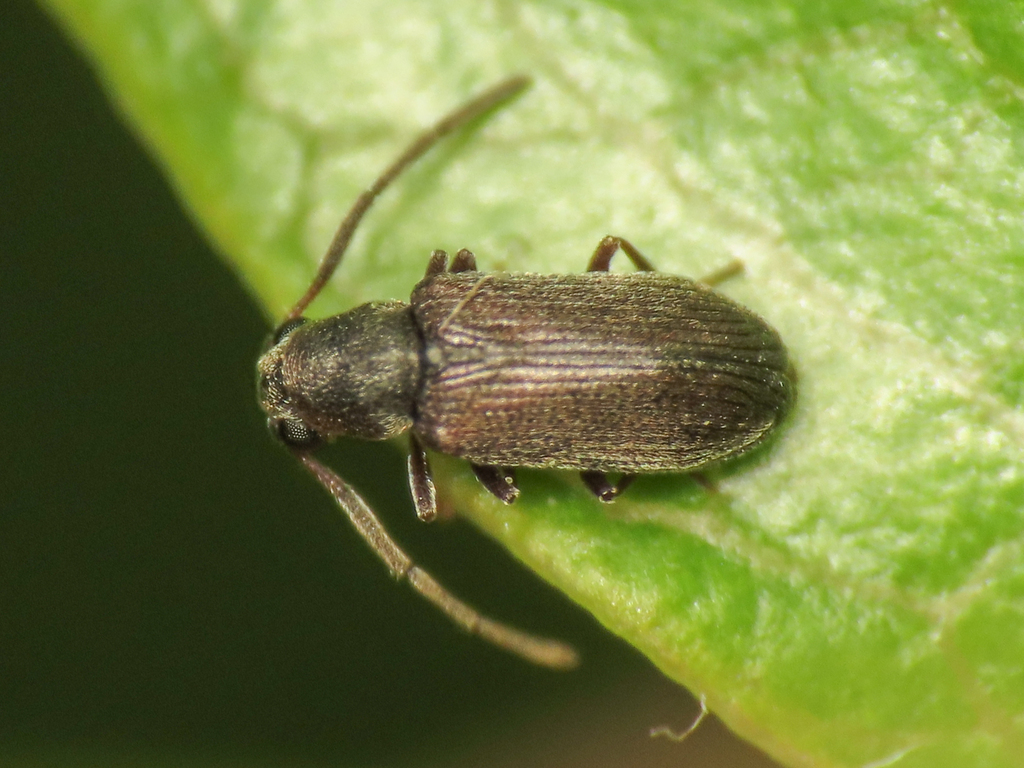 Dryophilus anobioides