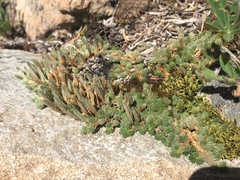 Selaginella densa scopulorum