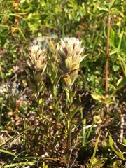 Castilleja parviflora albida