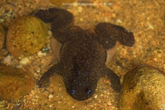 Bornean Flat-Headed Frog photo 2