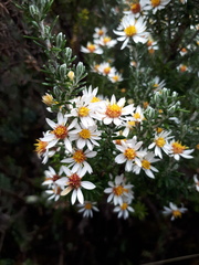 Diplostephium ericoides