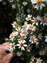 Diplostephium ericoides