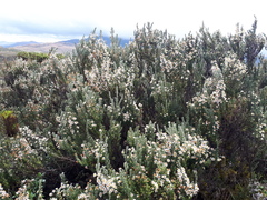 Diplostephium ericoides