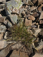 Carex tahoensis