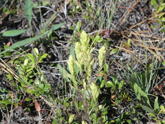 Castilleja lutescens