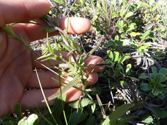 Castilleja lutescens