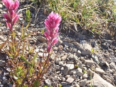 Castilleja parviflora olympica