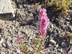 Castilleja parviflora olympica