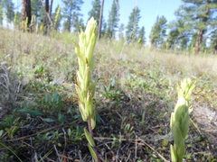 Castilleja lutescens