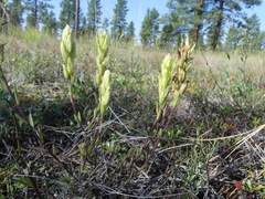 Castilleja lutescens