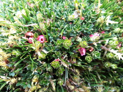 Disterigma empetrifolium