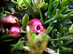 Disterigma empetrifolium