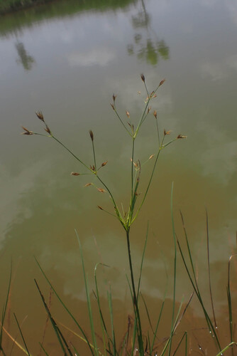 Rhynchospora triflora observed 2025-04-28