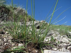 Psathyrostachys rupestris