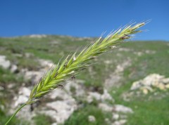 Psathyrostachys rupestris