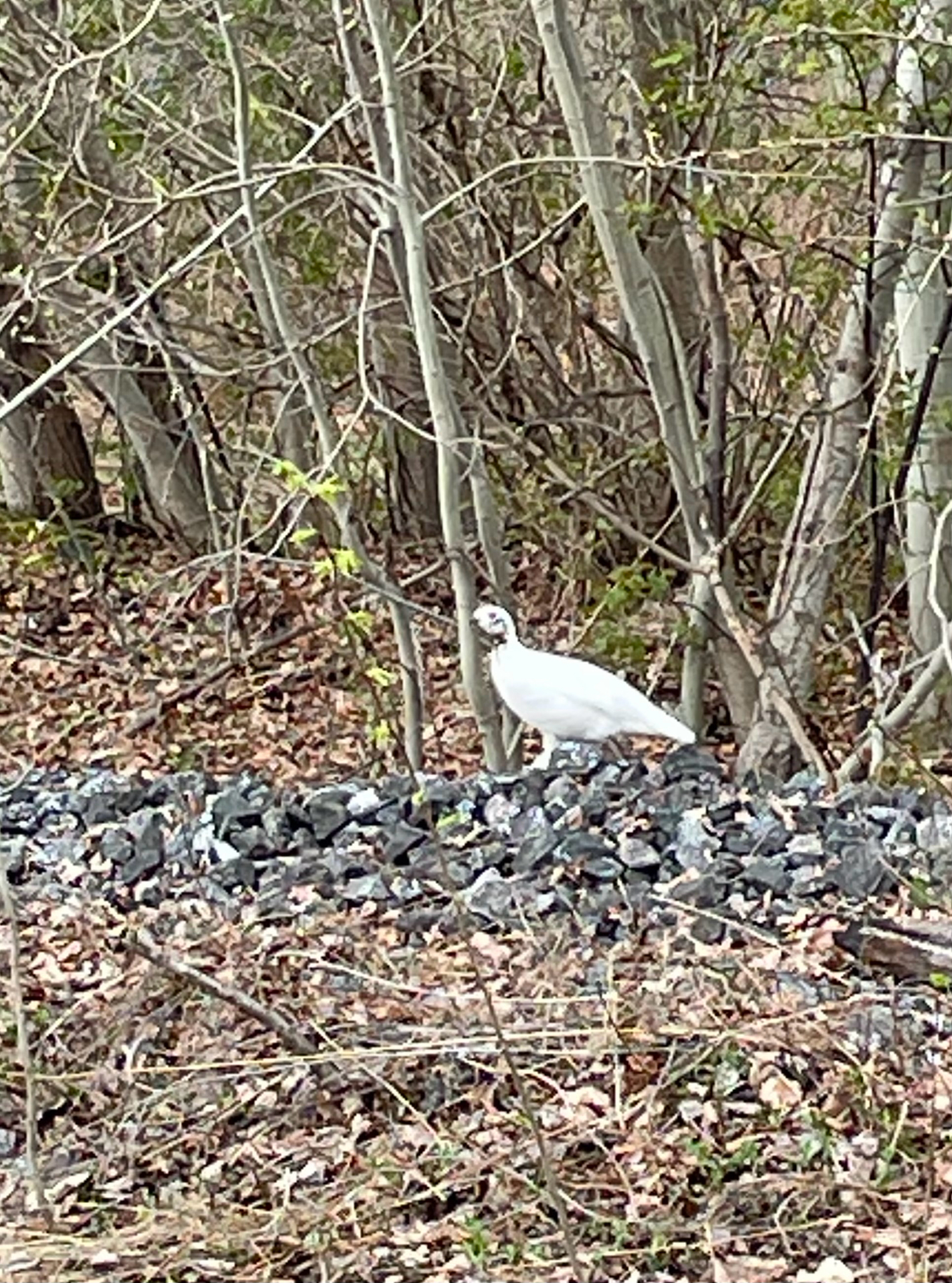 Willow Ptarmigan