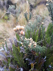 Diplostephium barclayanum