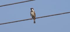 Passer domesticus