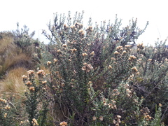 Diplostephium barclayanum