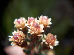 Diplostephium barclayanum