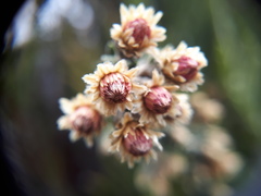 Diplostephium barclayanum