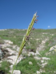 Psathyrostachys rupestris
