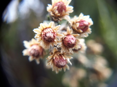 Diplostephium barclayanum