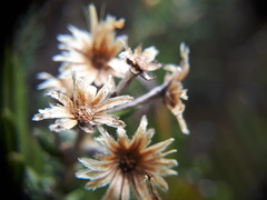 Diplostephium barclayanum