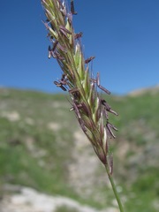 Psathyrostachys rupestris