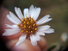 Diplostephium ericoides
