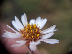 Diplostephium ericoides