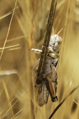 Melanoplus devastator