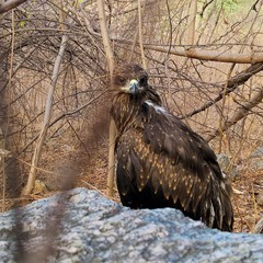 Milvus migrans
