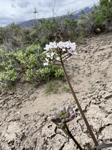 nodding thelypody (Thelypodium flexuosum)