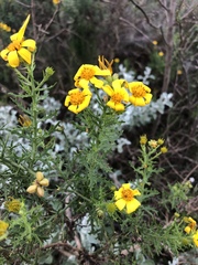 Osteospermum spinosum