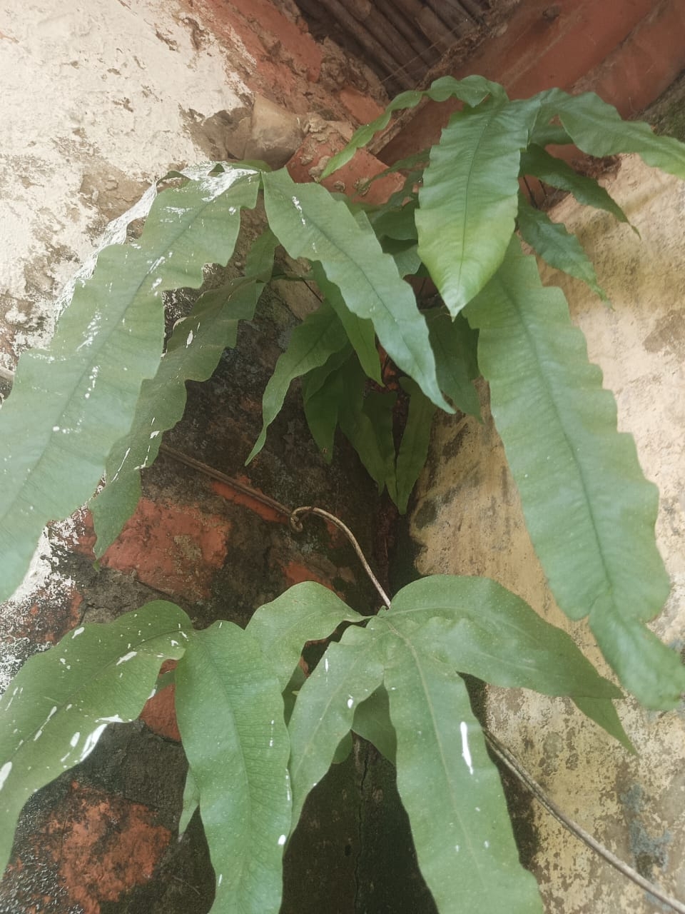 Imagem de Samambaia-açu