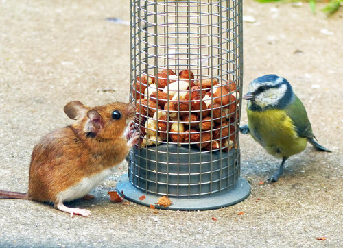 European Wood Mouse