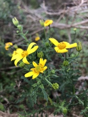 Osteospermum spinosum