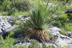 Dasylirion cedrosanum