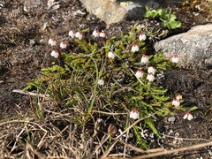 Harrimanella hypnoides