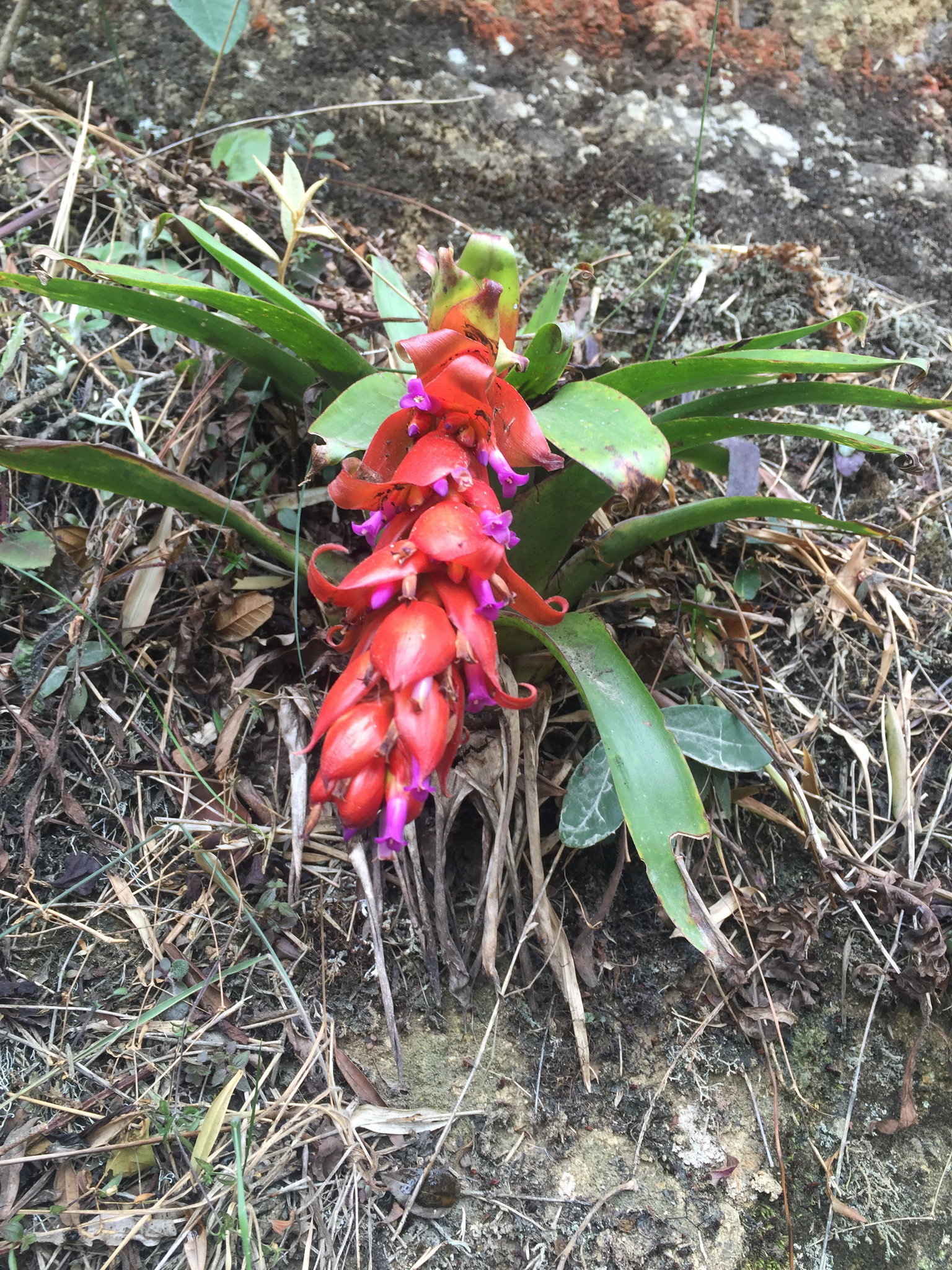 Tillandsia ionochroma image