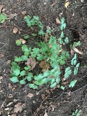 Aquilegia vulgaris