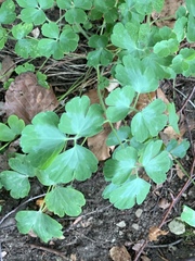 Aquilegia vulgaris