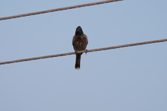 Pycnonotus cafer